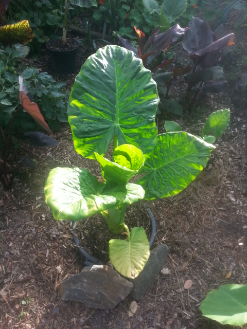 Alocasia macrorrhizos