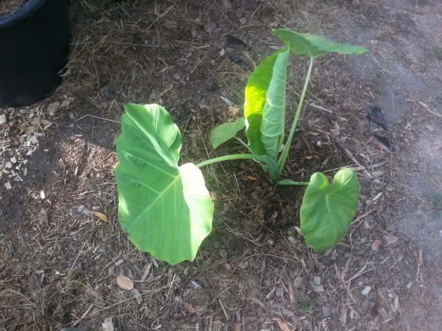 colocasia taihland giant