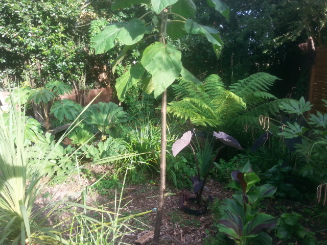 paulownia tomentosa