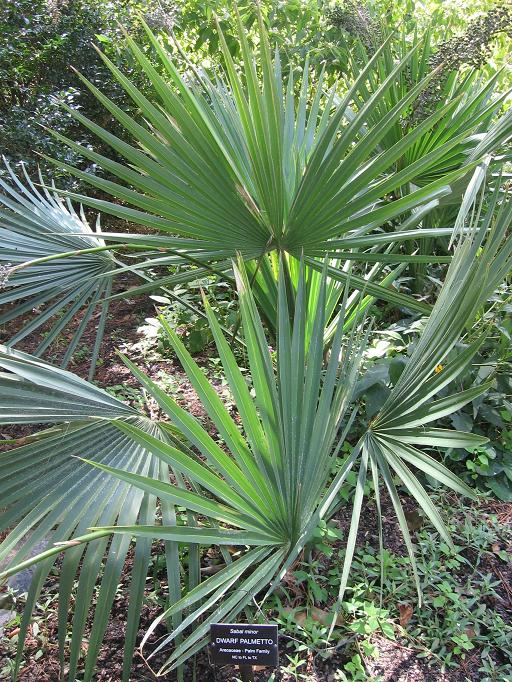 Sabal minor cultivé au JB de l'Université de Duke (Ã   Durham)