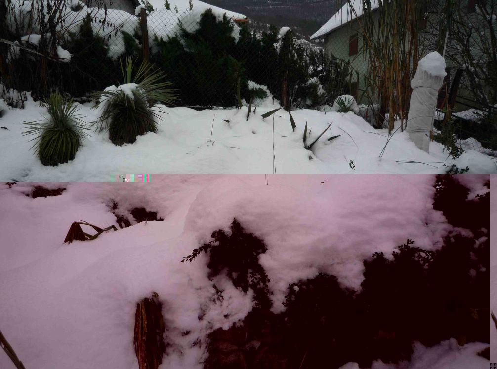 recorde de neige ( yuccas).jpg