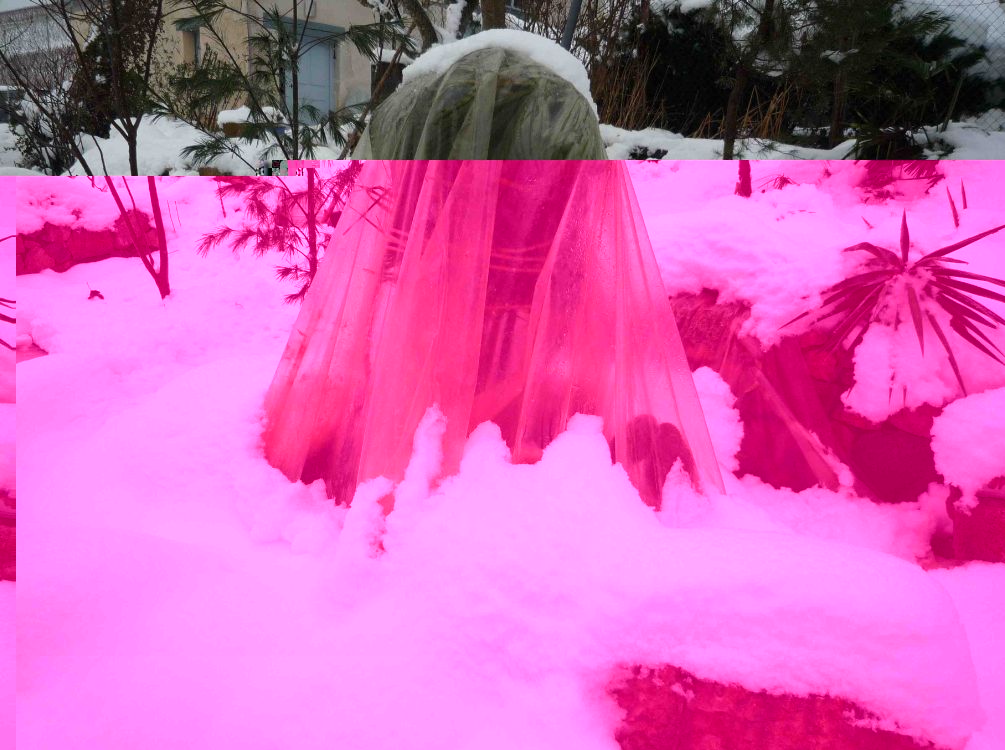 record de neige ( butia).jpg