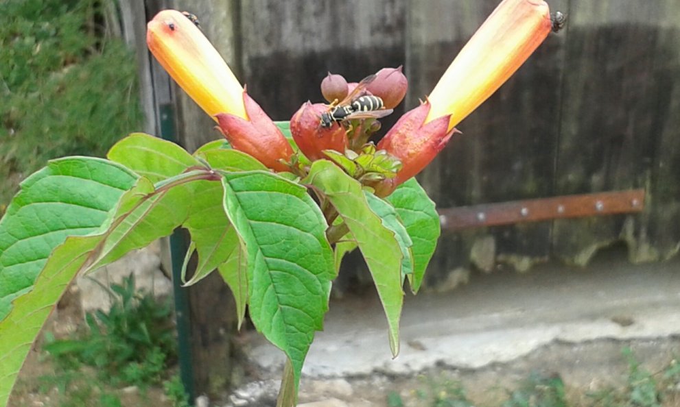 La bignone en fleur