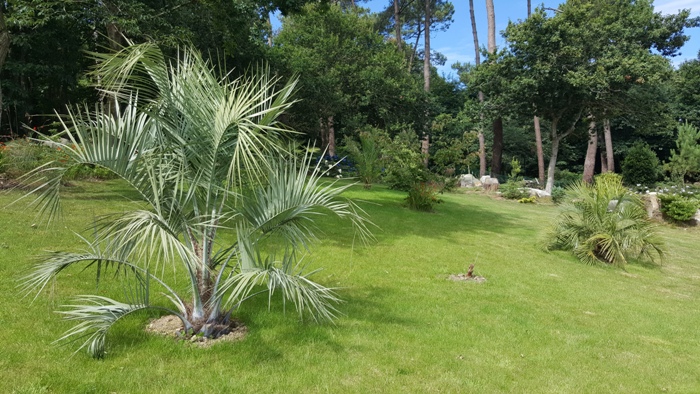 butia01.jpg