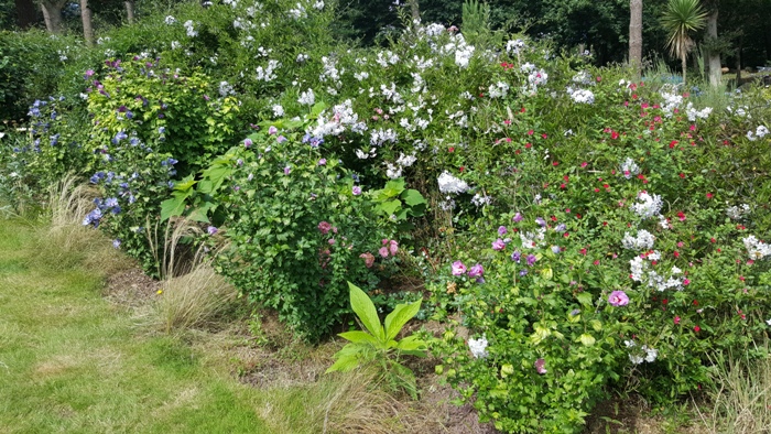 jasmin1.jpg