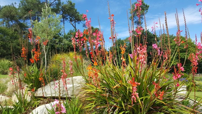 fleurs01.jpg