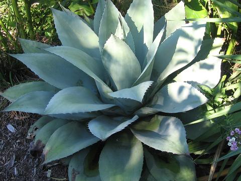 Agave ovatifolia du JB de Juniper Level