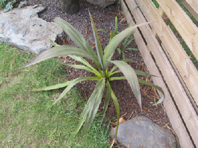 cordyline indivisa réduite.jpg