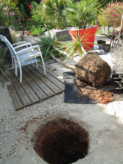 jardin juillet 2015 027 (480x640).jpg