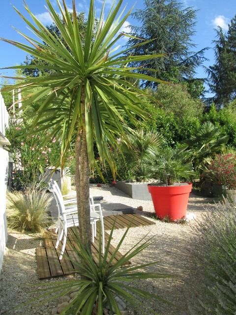 jardin juillet 2015 053 (480x640).jpg