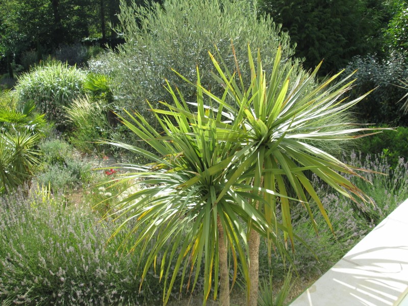 jardin juillet 2015 036 (800x600).jpg