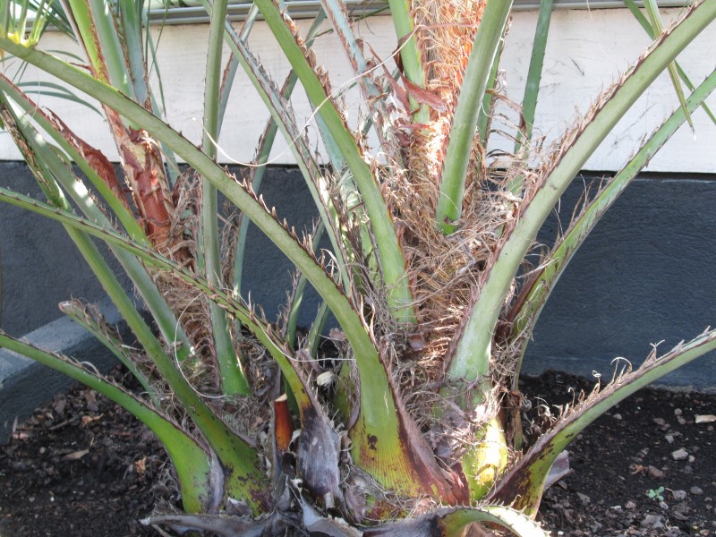 jardin juillet 2015 033 (800x600).jpg