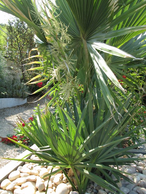 jardin juillet 2015 032 (480x640).jpg