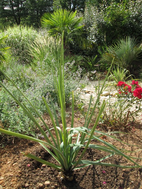 jardin juillet 2015 077 (480x640).jpg