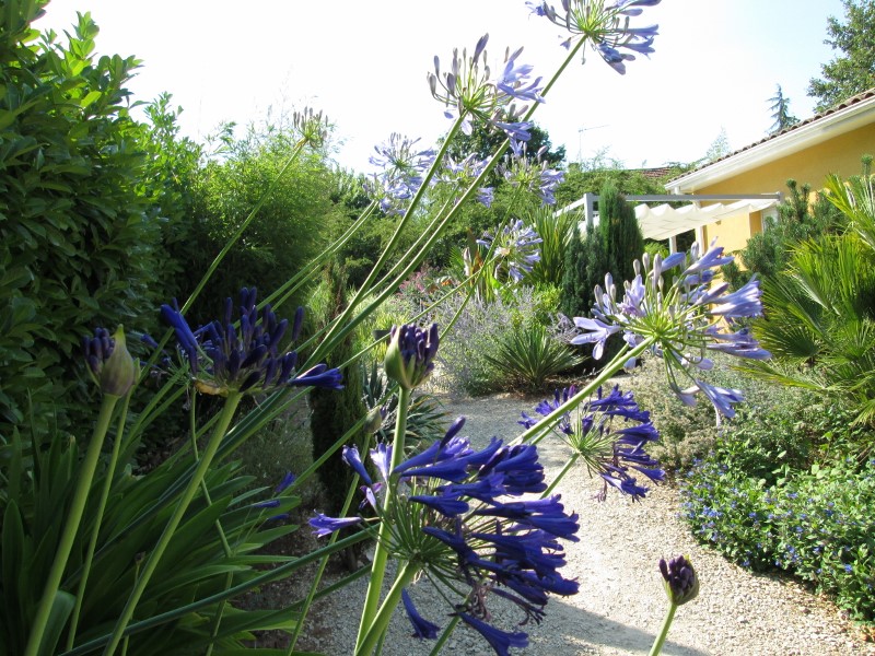 jardin juillet 2015 035 (800x600).jpg