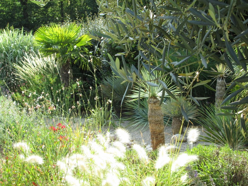 jardin juillet 2015 070 (800x600).jpg
