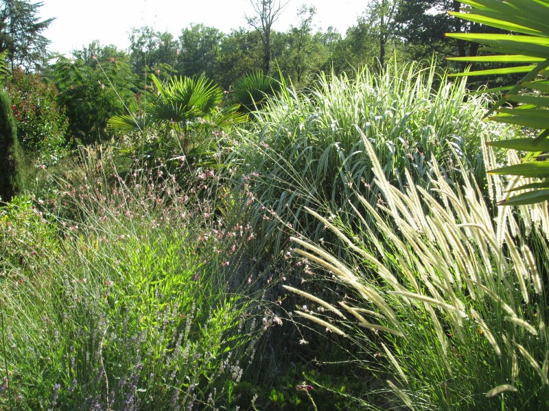 jardin juillet 2015 057 (800x600).jpg