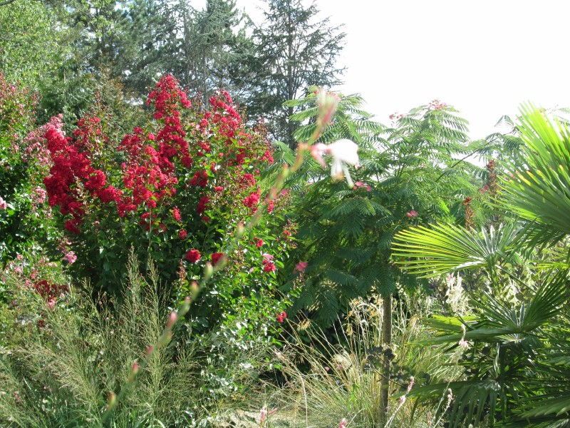 jardin juillet 2015 085 (800x600).jpg