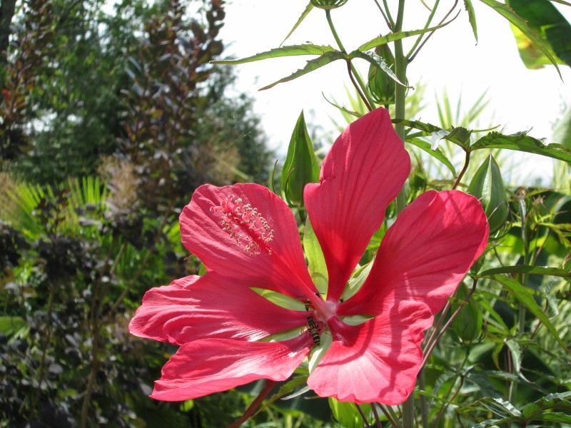 jardin juillet 2015 104 (800x600).jpg