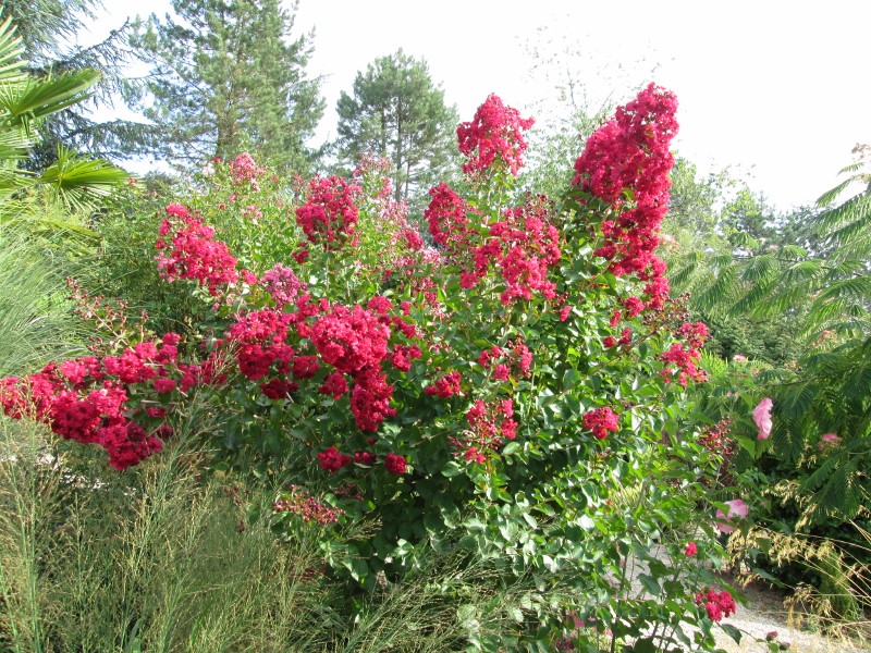 jardin juillet 2015 098 (800x600).jpg