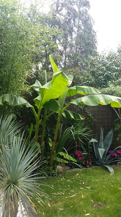 Souche musa 7 aout 2015 2.jpg