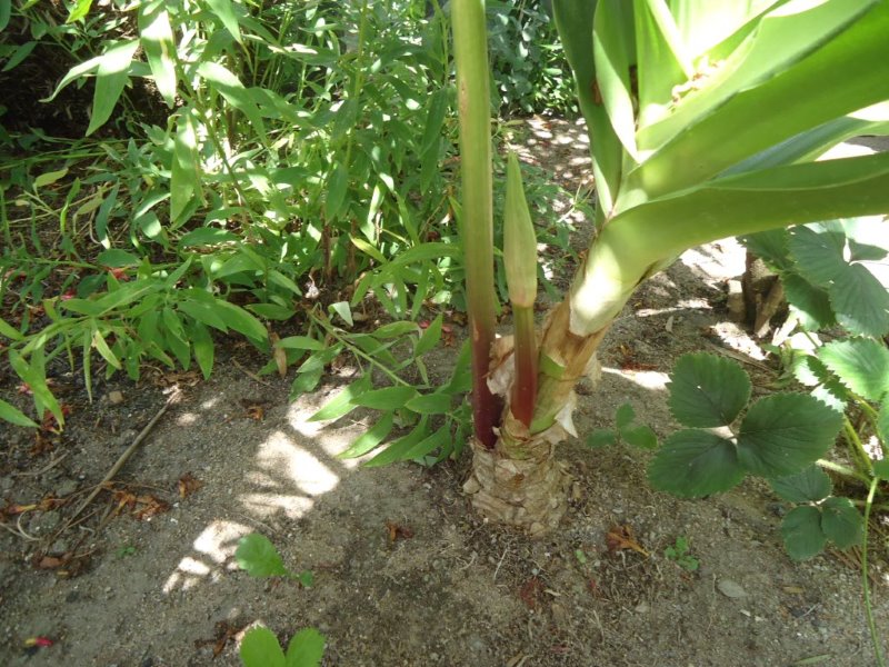 CRINUM MOREI