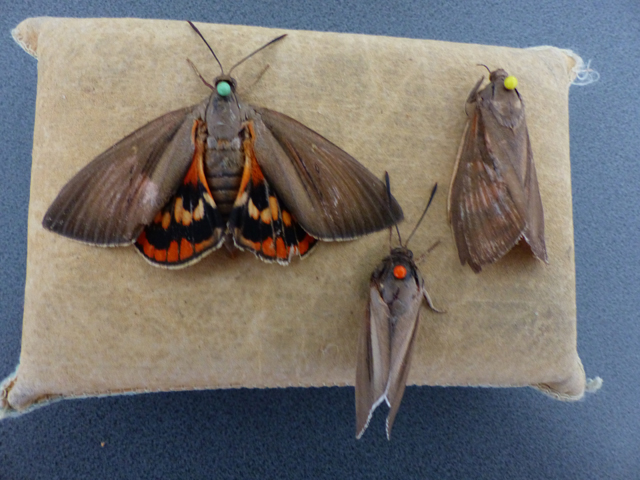 P1050204fh.jpg