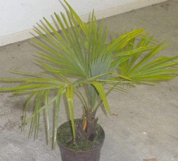 trachycarpus fortunei pour cintrage  09 12 10.JPG