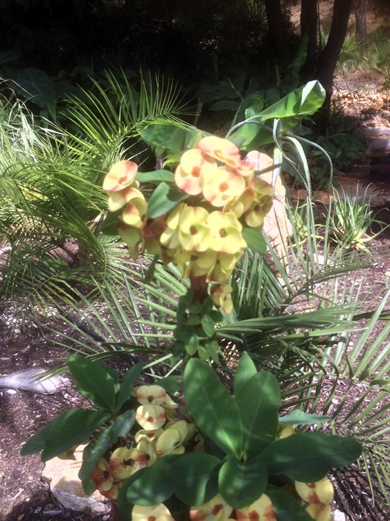 Euphorbia x milii.JPG