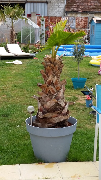 palmier.jpg