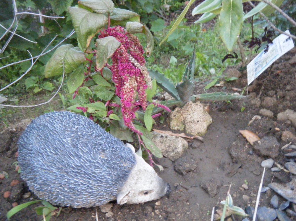 DSCF3460.JPG