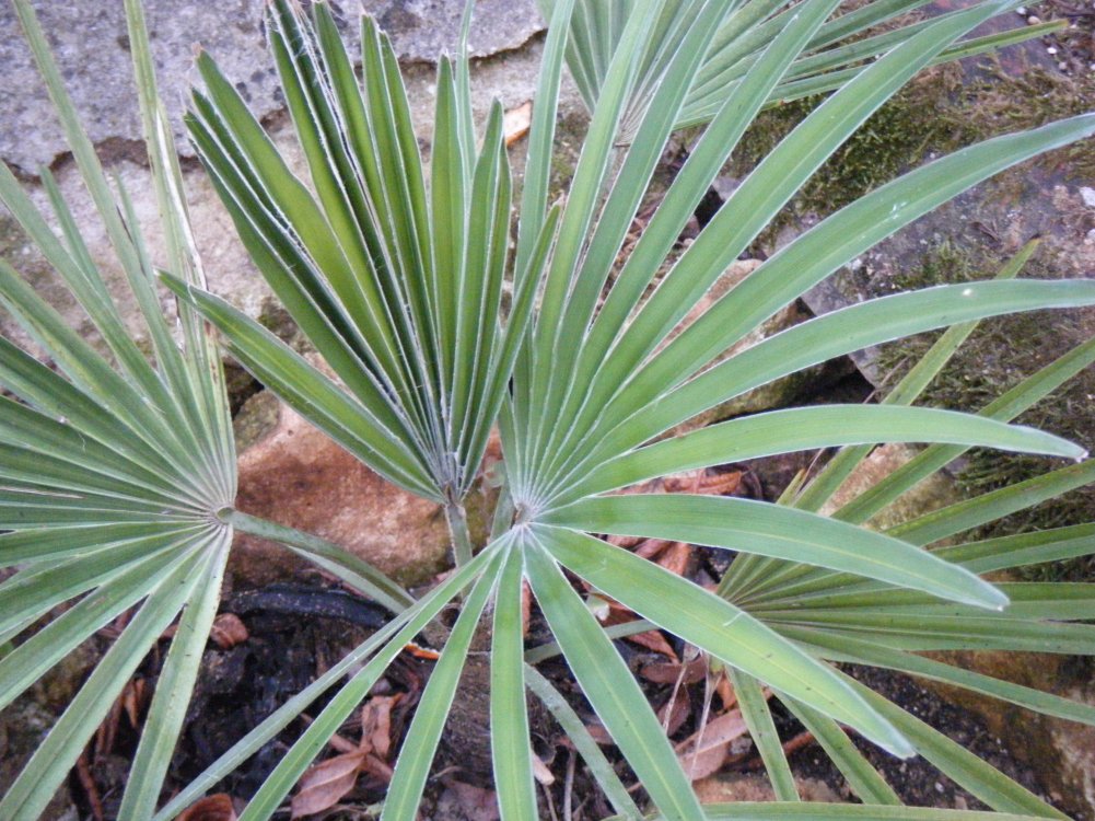 DSCF3457.JPG