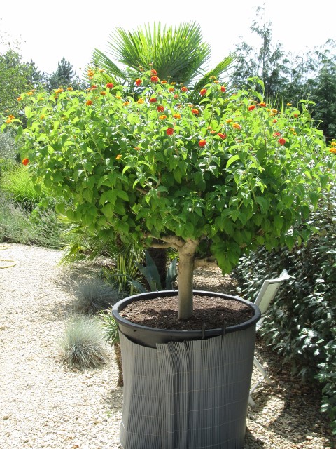 jardin juillet 2015 109 (480x640).jpg