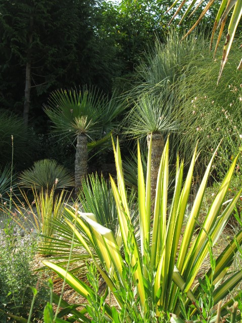 jardin juillet 2015 071 (480x640).jpg