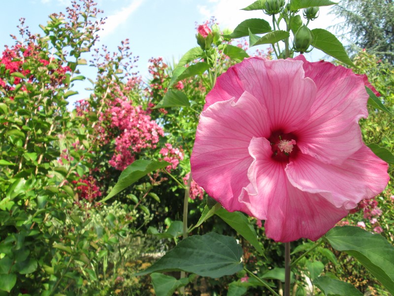 jardin juillet 2015 099 (800x600).jpg