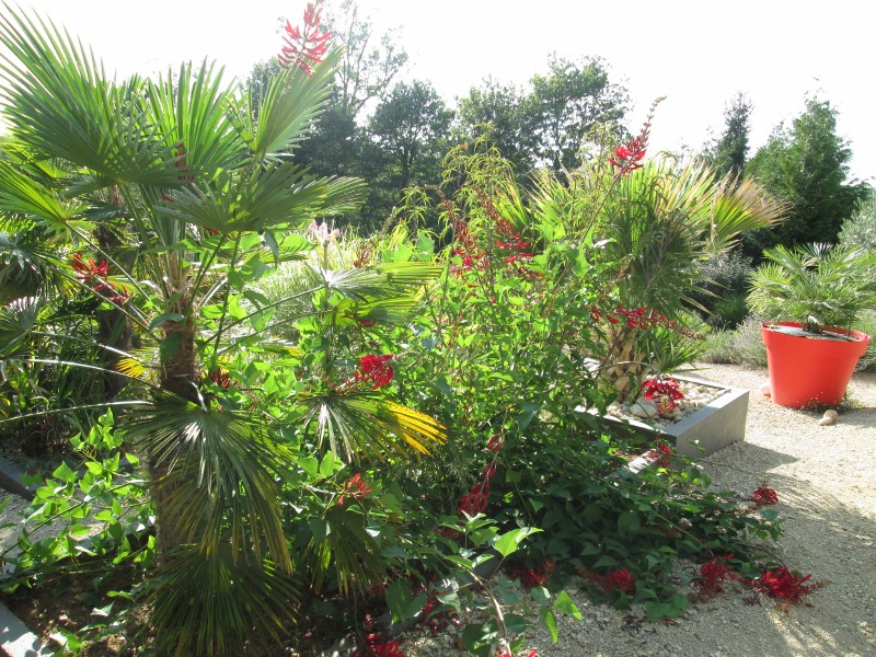 jardin juillet 2015 048 (800x600).jpg