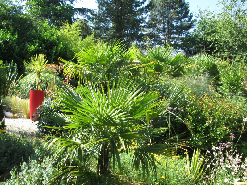 jardin juin 2015 038 (800x600).jpg