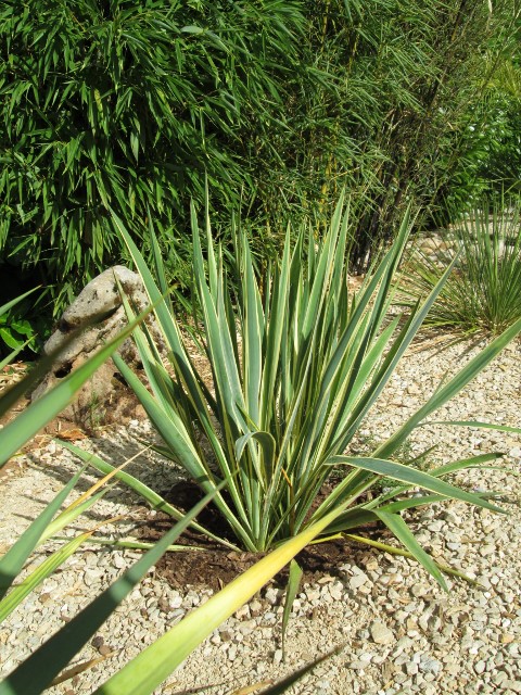 jardin juillet 2015 090 (480x640).jpg