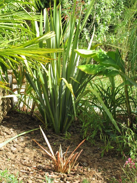 jardin juillet 2015 088 (480x640).jpg