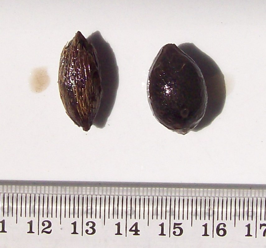 syagrus romanzoffiana et livistonia chinensis