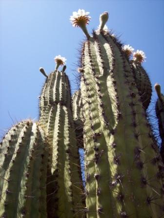 cactus !