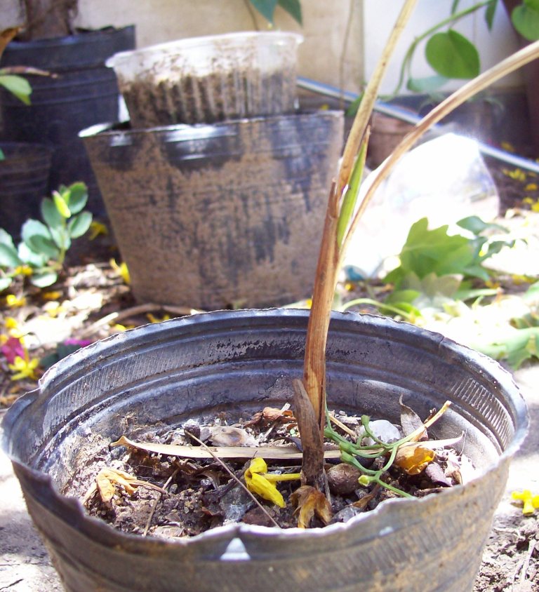 trithrinax campestris