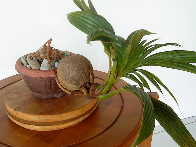 cocos nucifera bonzai04.jpg