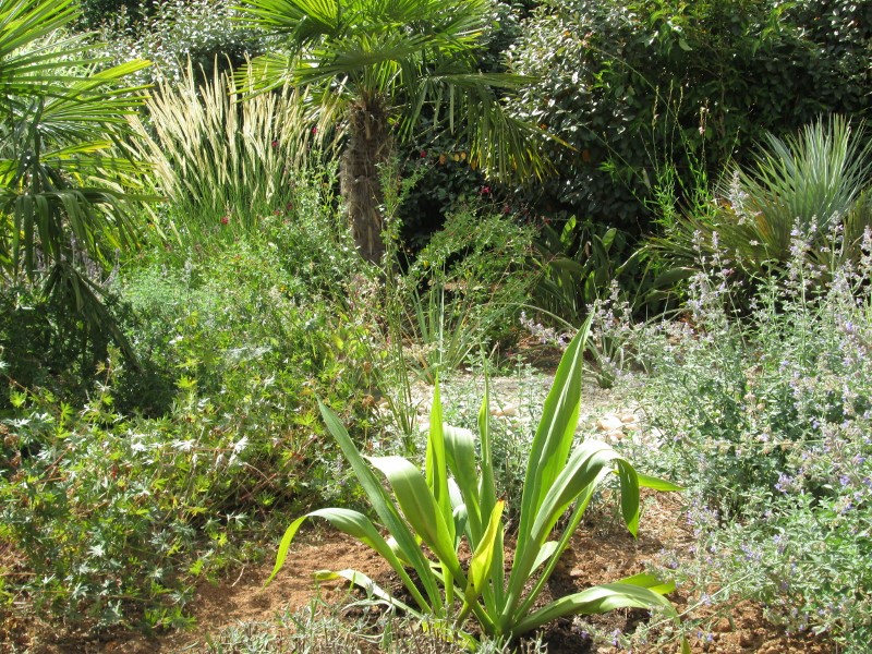 jardin juillet 2015 078 (800x600).jpg