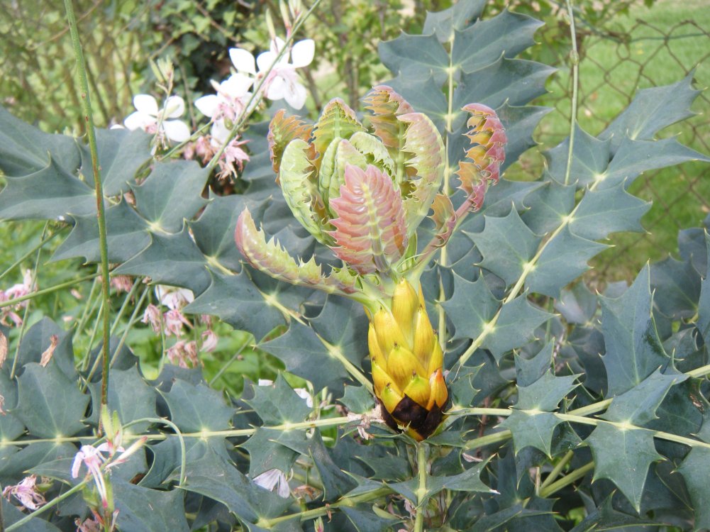 Mahonia l'ALIEN SORT DE SON COCON
