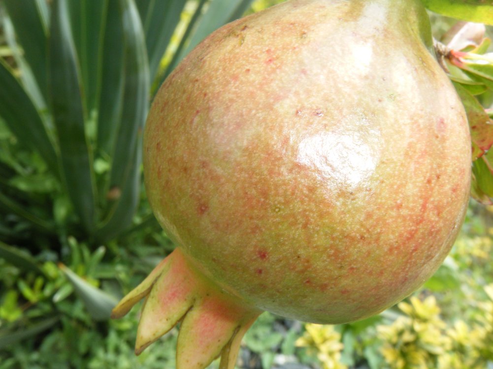 Grenadier nain 2 fruits cette année