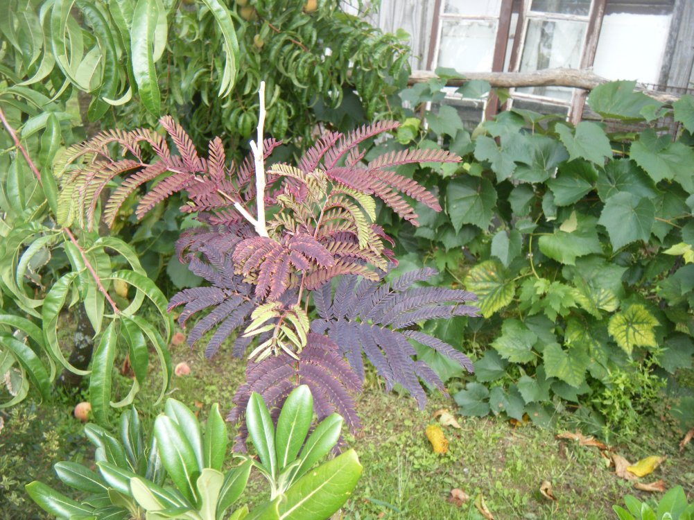 dscf3768.jpg