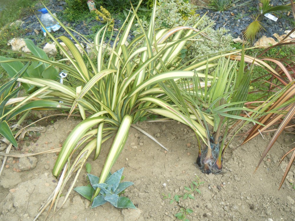 dscf3770.jpg