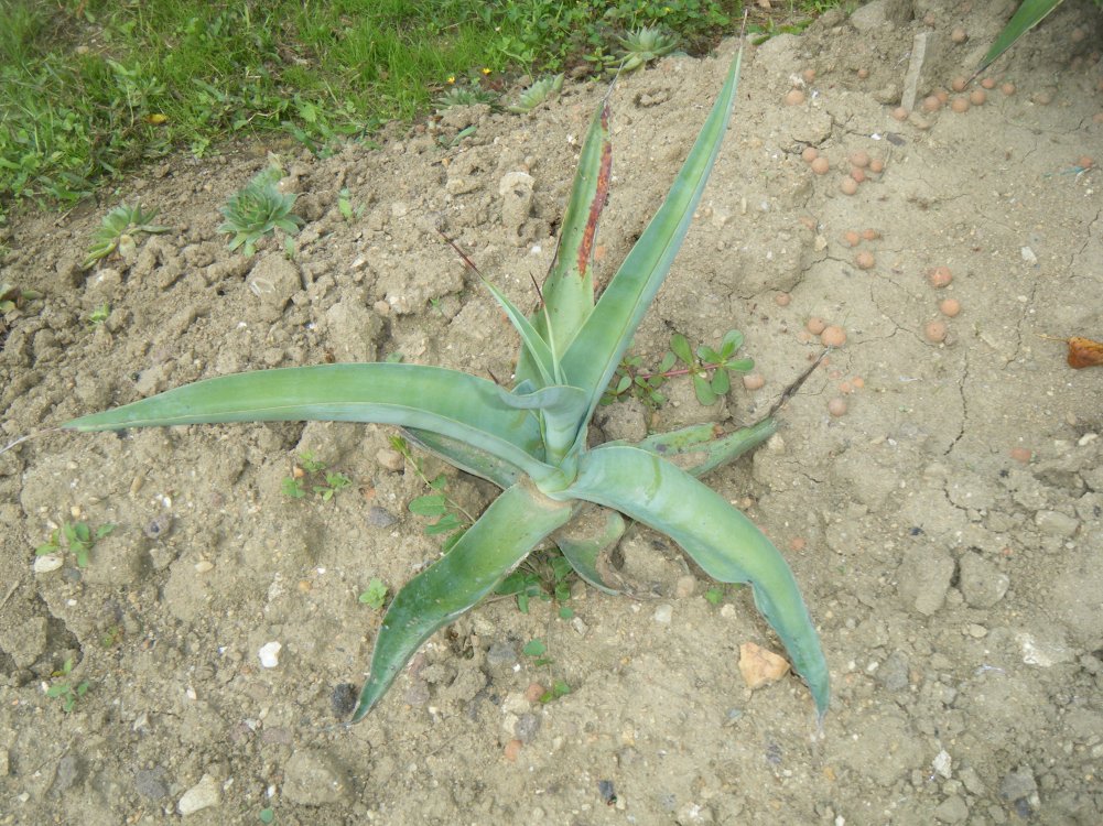 dscf3771.jpg