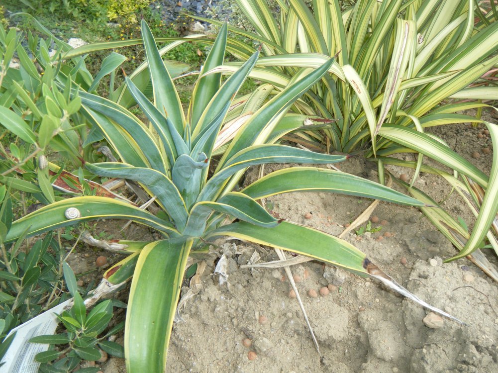 dscf3772.jpg